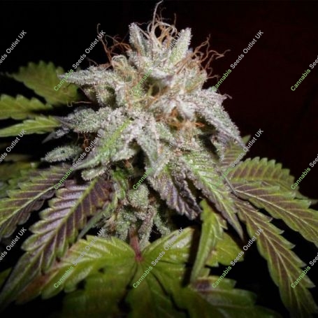 Sherbet Feminized Marijuana Strain by Professor Trichome For Sale Online at Cannabis Seeds Outlet