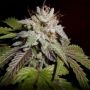 Sherbet Feminized Marijuana Strain by Professor Trichome For Sale Online at Cannabis Seeds Outlet