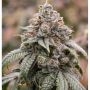 Dragonaut Cookies Feminized Marijuana Strain by Dragon Seeds For Sale Online at Cannabis Seeds Outlet