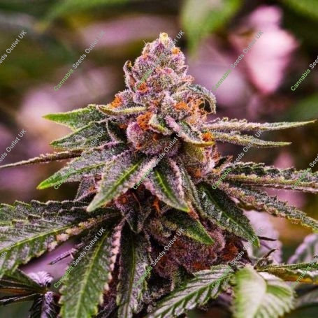 Girl Scout Cookies Feminized Marijuana Strain by Nirvana For Sale Online at Cannabis Seeds Outlet