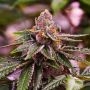 Girl Scout Cookies Feminized Marijuana Strain by Nirvana For Sale Online at Cannabis Seeds Outlet