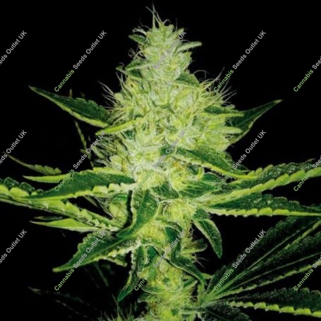 MR X Kush Feminized Marijuana Strain by Plantformers For Sale Online at Cannabis Seeds Outlet