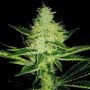 MR X Kush Feminized Marijuana Strain by Plantformers For Sale Online at Cannabis Seeds Outlet