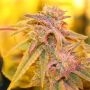 MAC Cookies Feminized Marijuana Strain by Purple Caper For Sale Online at Cannabis Seeds Outlet
