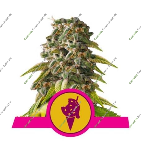 Cookies Gelato Feminized Marijuana Strain by Royal Queen Seeds For Sale Online at Cannabis Seeds Outlet
