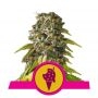 Cookies Gelato Feminized Marijuana Strain by Royal Queen Seeds For Sale Online at Cannabis Seeds Outlet