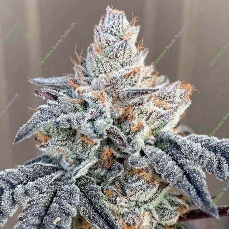 Sunset Vibes Auto Feminized Marijuana Strain by G13 Labs For Sale Online at Cannabis Seeds Outlet