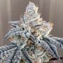Sunset Vibes Auto Feminized Marijuana Strain by G13 Labs For Sale Online at Cannabis Seeds Outlet