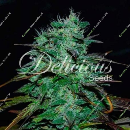 Chocobang Feminized Marijuana Strain by Delicious Seeds For Sale Online at Cannabis Seeds Outlet