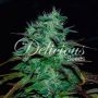 Chocobang Feminized Marijuana Strain by Delicious Seeds For Sale Online at Cannabis Seeds Outlet