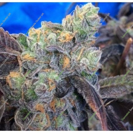 Girl Scout Gum BC Bud Depot Regular Marijuana Strain by BC Bud Depot For Sale Online at Cannabis Seeds Outlet