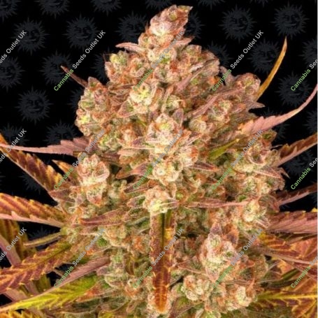 Dos Si Dos Auto Feminized Marijuana Strain by Barneys Farm For Sale Online at Cannabis Seeds Outlet