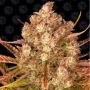 Dos Si Dos Auto Feminized Marijuana Strain by Barneys Farm For Sale Online at Cannabis Seeds Outlet