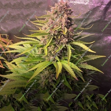 Dosi Auto Feminized Marijuana Strain by G13 Labs For Sale Online at Cannabis Seeds Outlet