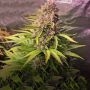 Dosi Auto Feminized Marijuana Strain by G13 Labs For Sale Online at Cannabis Seeds Outlet