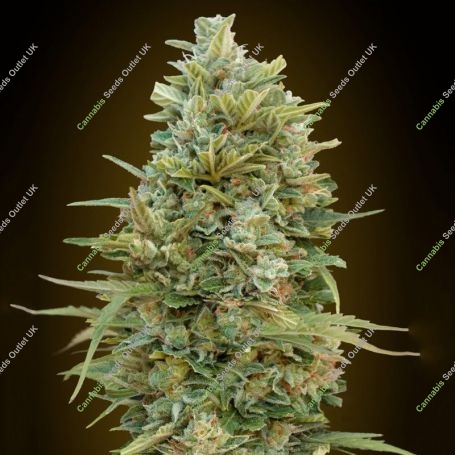 Do Si Dos Cookies Auto Feminized Marijuana Strain by OO Seeds For Sale Online at Cannabis Seeds Outlet