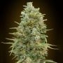 Do Si Dos Cookies Auto Feminized Marijuana Strain by OO Seeds For Sale Online at Cannabis Seeds Outlet