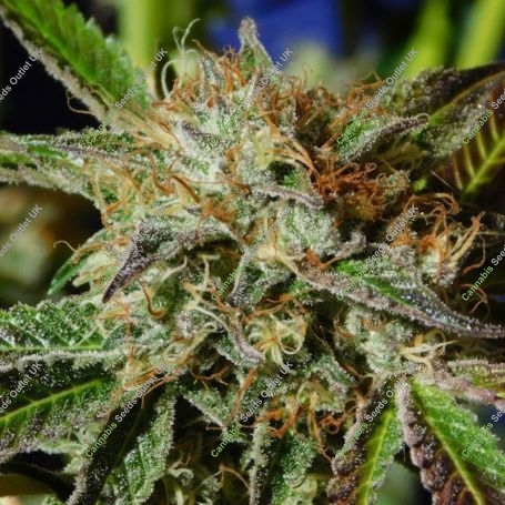 Ghost Cookies Marijuana Strain by Original Sensible Seeds For Sale Online at Cannabis Seeds Outlet