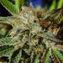 Ghost Cookies Marijuana Strain by Original Sensible Seeds For Sale Online at Cannabis Seeds Outlet