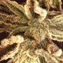 Ghost Cookies by Original Sensible Seeds THC Content Potency Strength CBD Height Yield Flowering Time Indica Sativa Genetics
