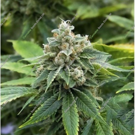 Guava Bulk Feminized Marijuana Strain by Good Buzz Genetics For Sale Online at Cannabis Seeds Outlet