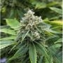 Guava Bulk Feminized Marijuana Strain by Good Buzz Genetics For Sale Online at Cannabis Seeds Outlet