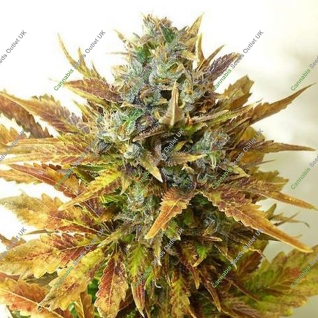 Stardawg Feminized Marijuana Strain by Professor Trichome For Sale Online at Cannabis Seeds Outlet