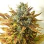 Stardawg Feminized Marijuana Strain by Professor Trichome For Sale Online at Cannabis Seeds Outlet