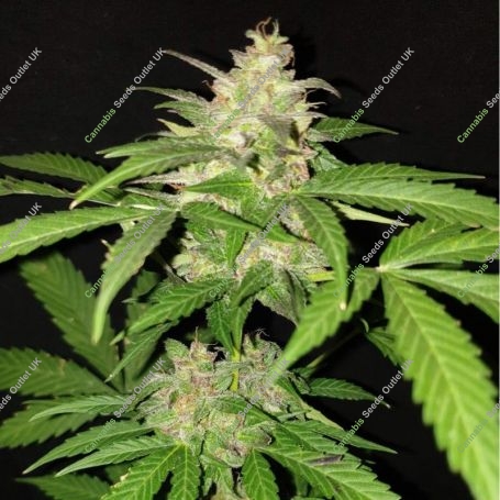 Green Crack Auto Feminized Marijuana Strain by Seedsman For Sale Online at Cannabis Seeds Outlet