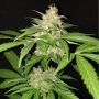 Green Crack Auto Feminized Marijuana Strain by Seedsman For Sale Online at Cannabis Seeds Outlet