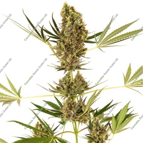 Alpine Delight Auto Feminized Marijuana Strain by Sensi Seed Bank For Sale Online at Cannabis Seeds Outlet
