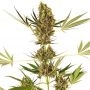 Alpine Delight Auto Feminized Marijuana Strain by Sensi Seed Bank For Sale Online at Cannabis Seeds Outlet