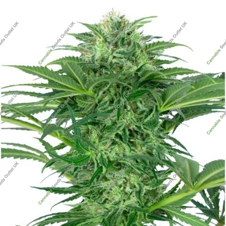 Skunk Dream Feminized Marijuana Strain by Sensi Seed Bank For Sale Online at Cannabis Seeds Outlet