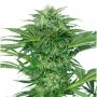 Skunk Dream Feminized Marijuana Strain by Sensi Seed Bank For Sale Online at Cannabis Seeds Outlet