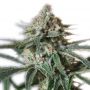 Critical Mass Female Outlet Cannabis Seeds