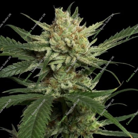 Strawberry Banana Feminized Marijuana Strain by Professor Trichome For Sale Online at Cannabis Seeds Outlet