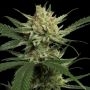 Strawberry Banana Feminized Marijuana Strain by Professor Trichome For Sale Online at Cannabis Seeds Outlet