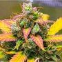 Strawberry Banana Feminized Marijuana Strain by BSB Genetics For Sale Online at Cannabis Seeds Outlet
