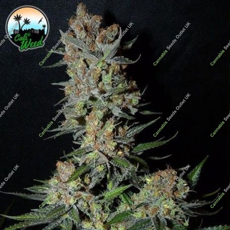 Strawberry Banana Feminized Marijuana Strain by Cali Weed For Sale Online at Cannabis Seeds Outlet