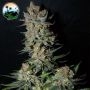 Strawberry Banana Feminized Marijuana Strain by Cali Weed For Sale Online at Cannabis Seeds Outlet