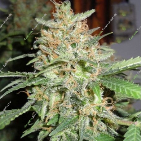 Bubblegum Feminized Marijuana Strain by 710 Genetics Seeds For Sale Online at Cannabis Seeds Outlet