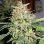 Bubblegum Feminized Marijuana Strain by 710 Genetics Seeds For Sale Online at Cannabis Seeds Outlet