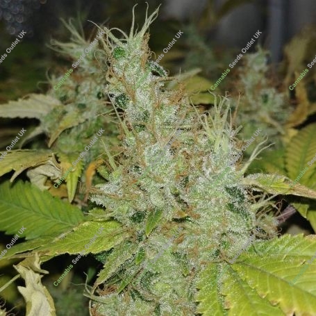 Bubble Gum Fast V Feminized Marijuana Strain by OO Seeds For Sale Online at Cannabis Seeds Outlet