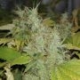 Bubble Gum Fast V Feminized Marijuana Strain by OO Seeds For Sale Online at Cannabis Seeds Outlet
