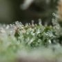 Bubble Gum Fast V Feminized by OO Seeds THC Content Potency Strength CBD Height Yield Flowering Time Indica Sativa Genetics