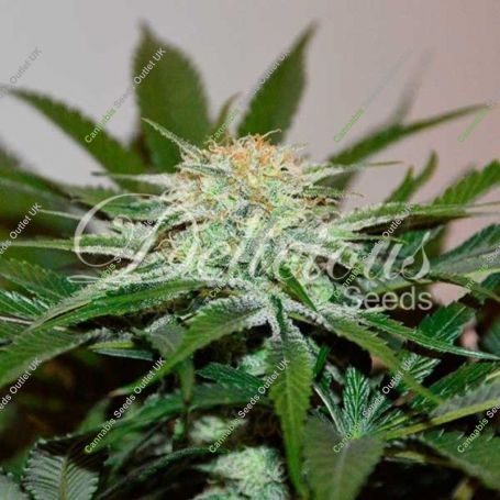 Descojack Feminized Marijuana Strain by Delicious Seeds For Sale Online at Cannabis Seeds Outlet