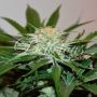 Descojack Feminized Marijuana Strain by Delicious Seeds For Sale Online at Cannabis Seeds Outlet