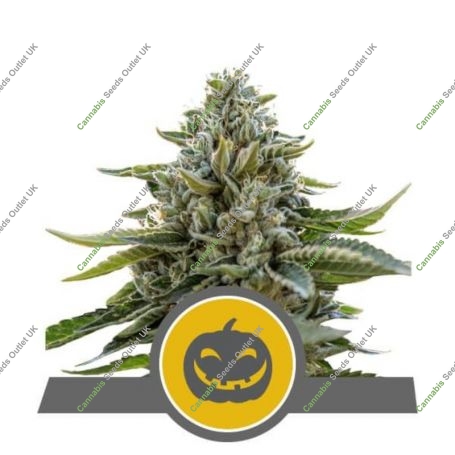 Pumpkin Kush Regular Marijuana Strain by Royal Queen Seeds For Sale Online at Cannabis Seeds Outlet