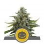 Pumpkin Kush Regular Marijuana Strain by Royal Queen Seeds For Sale Online at Cannabis Seeds Outlet