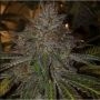 Pope Von Dank BC Bud Depot Regular Marijuana Strain by BC Bud Depot For Sale Online at Cannabis Seeds Outlet
